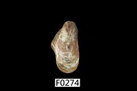 藏品(雲雀殼菜蛤)的圖片